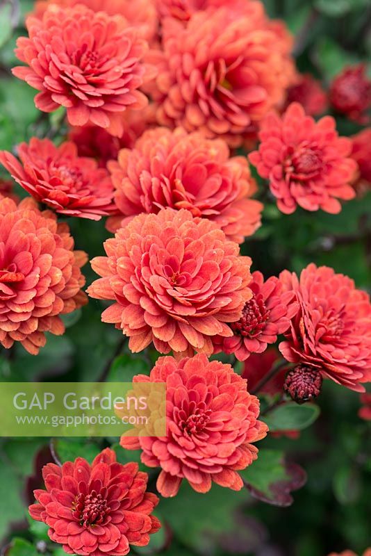 Chrysanthemum 'Ray's Red', a compact hardy perennial with small pompon flowers.