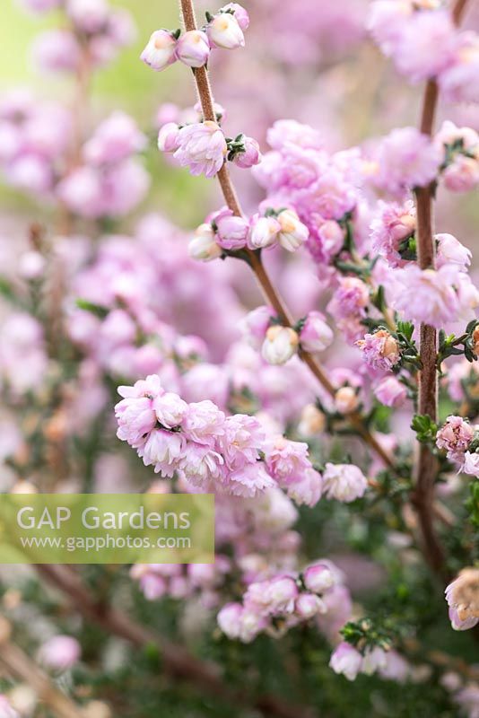 Calluna vulgaris 'H.E. Beale'