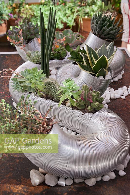 Sansevieria cylindrica, cacti and other succulents in metal coiled container