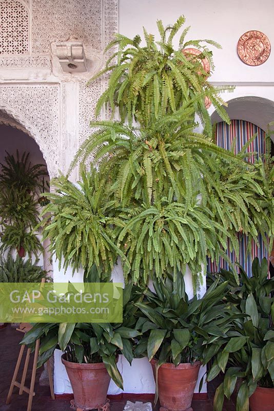 Blechnum spicant and aspidistra in terracotta pots on white painted patio wall, Cordoba, Spain