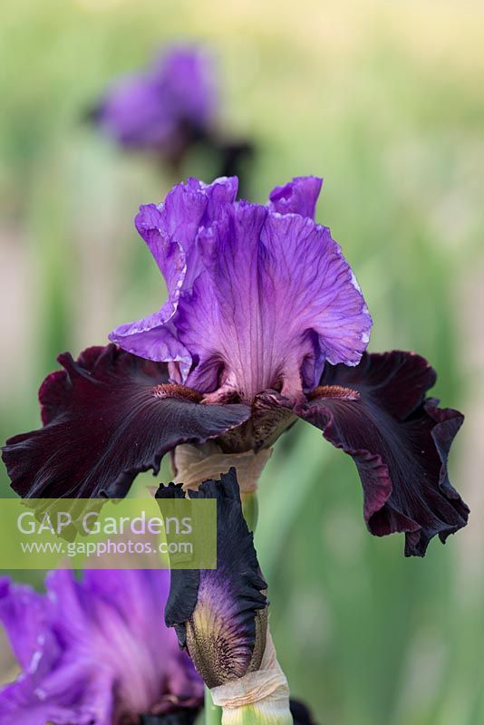 Iris 'Italian Velvet', a fragrant bearded iris bearing gently ruffled flowers with violet standards and velvety, maroon falls. Flowers from May.
