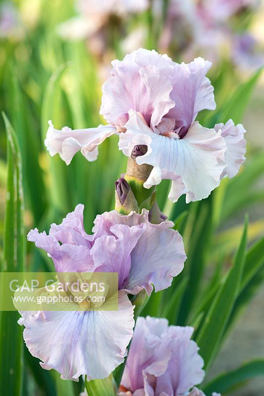 Iris 'Country Kisses', a scented, tall bearded iris with lavender pink standards and falls, neatly ruffled. Flowers from June.