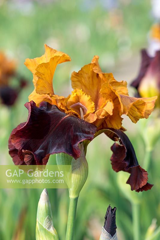 Iris 'Supreme  Sultan', a tall bearded iris with large tall flowers. Red-brown falls, deep golden yellow standards and beards. Flowers mid season.