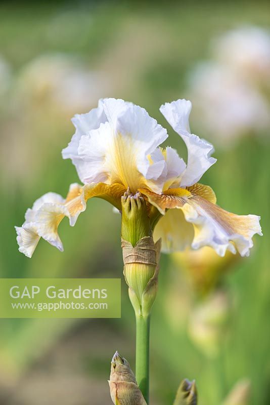 Iris 'Shurton Inn', tall bearded iris with  flaring soft brown falls and white standards flushed with ochre. The beards are dark yellow. Mid to late season.