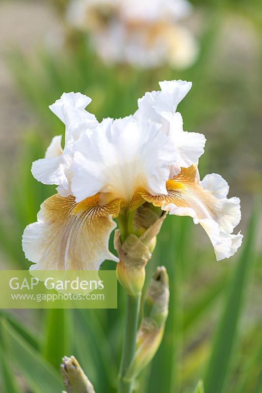 Iris 'Shurton Inn', tall bearded iris with  flaring soft brown falls and white standards flushed with ochre. The beards are dark yellow. Mid to late season.