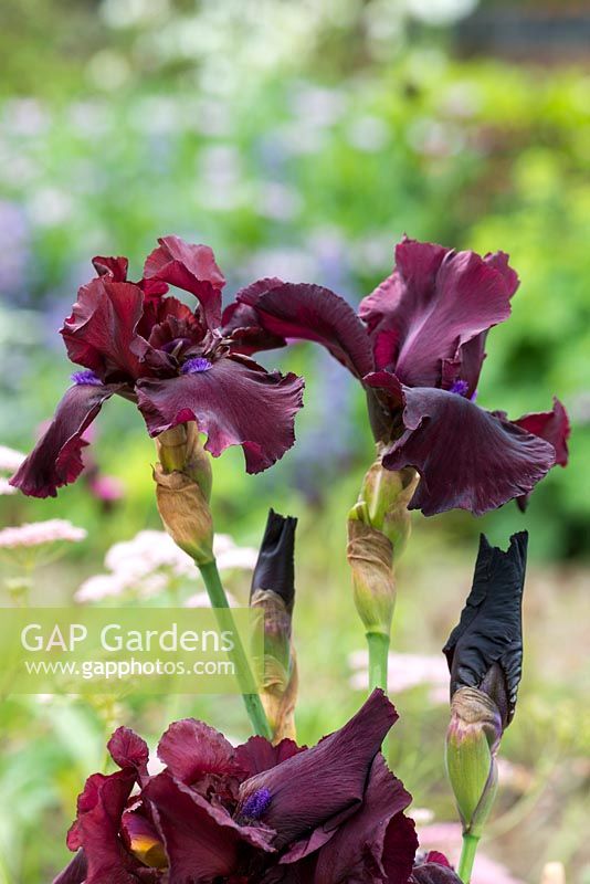 Iris 'Fortunate Son', a bearded iris with orange scented, rich burgundy flowers with velvety petals and purple beards carried on well-branched stems. Early to mid season.