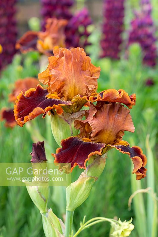 Iris 'Copatonic'. A sweetly scented, bearded iris with large, ruffled flowers with rich russet brown falls edged with a band of deep caramel and yellow-brown beards. Early to mid season.