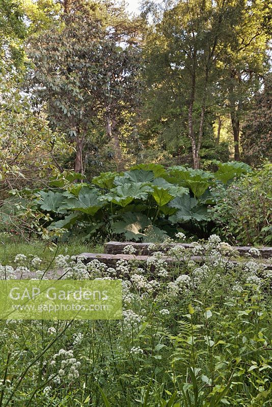 Woodland scene with cow parsley and gunnera manicata - June, Clyne gardens, Swansea, Wales