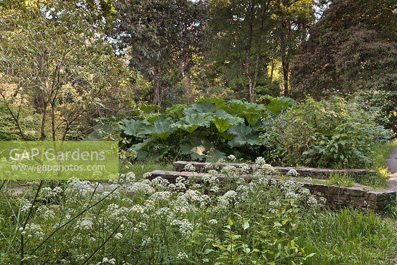Woodland scene with cow parsley and gunnera manicata - June, Clyne gardens, Swansea, Wales

