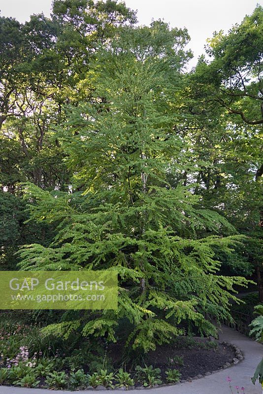 Cercidiphyllum japonicum - katsura tree - June, Clyne Gardens, Swansea, Wales