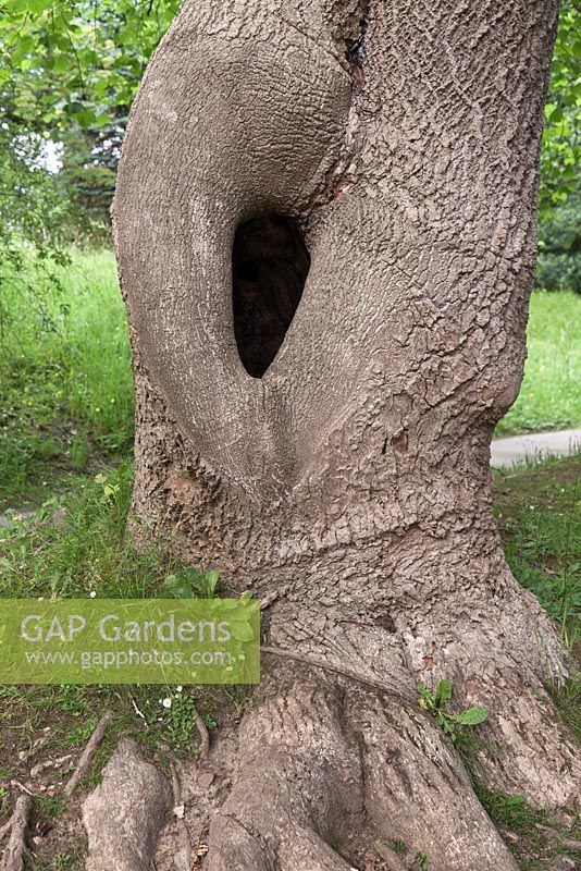 Hole in tree trunk - Clyne Gardens, Swansea, Wales