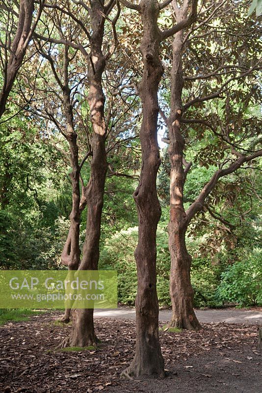 Mature rhododendron trunks - June, Clyne Gardens, Swansea, Wales