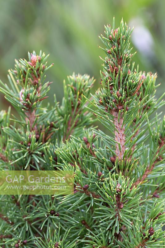 Picea glauca 'Perfecta'