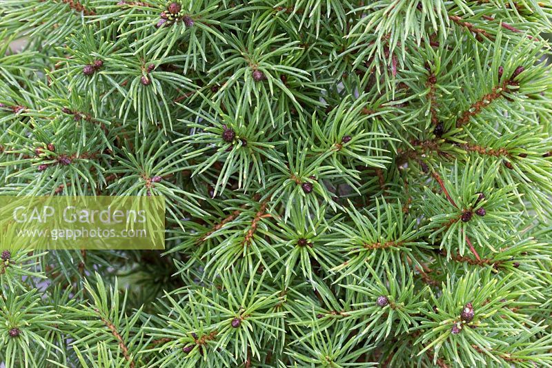 Picea glauca 'Perfecta'