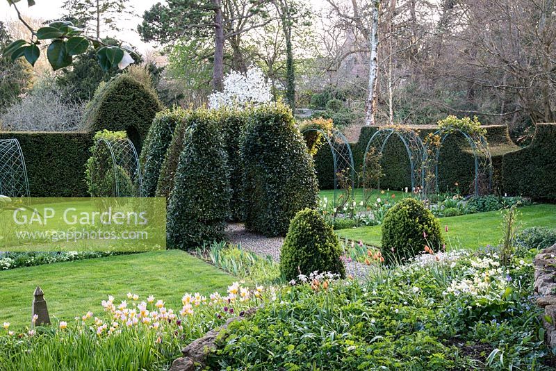Garden surrounded by tall Yew hedges, metal arches leading to pillars of Bay and Buxus topiary.  Species Tulipa saxatilis and whittalii  in foreground The Old Rectory, Netherbury, Dorset
