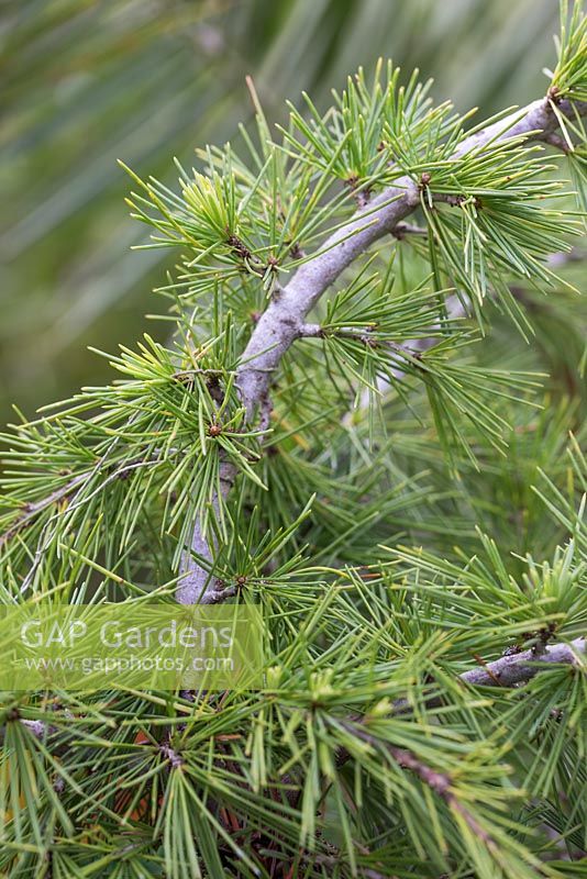 Cedrus deodara 'Golden Horizon'