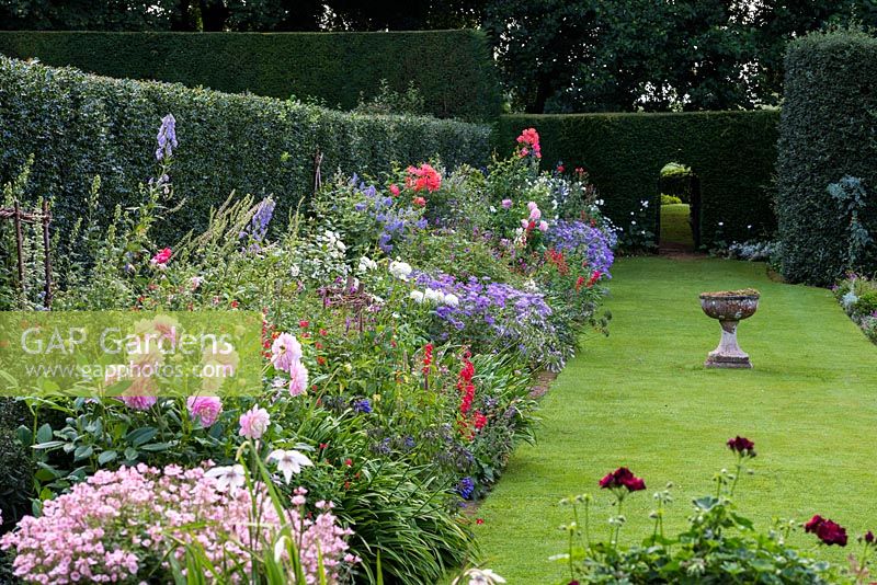 The Holly Hedge Border and lawn. Planted with peony, Diascia 'Apple Blossom', Penstemon 'King George', Rosa 'Iceberg', Aster x frikartii  'Monch', Ceanothus 'Henri Desfosses' and 'Gloire de Versailles' and Rosa 'Fred Loads'.