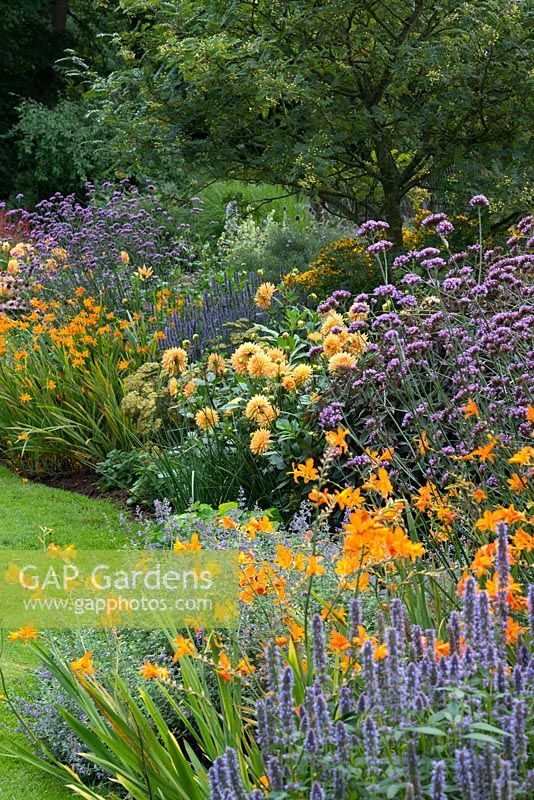 Meadow Border at Coton Manor peaks in September with blue, purple and orange flowers. Dahlia 'Glorie of Noordwijk', Agastache 'Blue Fortune', Aster frikartii 'Jungfrau' and 'King George', Crocosmia 'Zambesi', Echinacea purpurea 'Magnus', Helenium 'Zinbelstern', Verbena bonariensis, catmint, nasturtium, dark-leaved Eupatorium 'Chocolate' and a rowan tree.