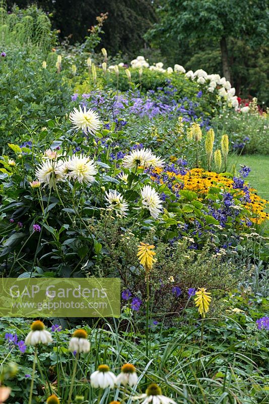 The Blue and Yellow Border planted with Kniphofia Green Jade', Dahlia 'Shooting Star', Aster x frikartii 'Wunder von Staffe', Kniphofia 'Percy's Pride', Rudbeckia 'Goldsturm', Clematis heracleifolia 'Cassandra', Kniphofia 'Wrexham Buttercup' and Geranium magnificum.