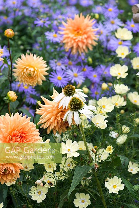 A late summer combination of Dahlia 'Glorie of Noordwijk', Echinacea 'White Swan', Aster x frikartii and Cosmos bipinnatus.