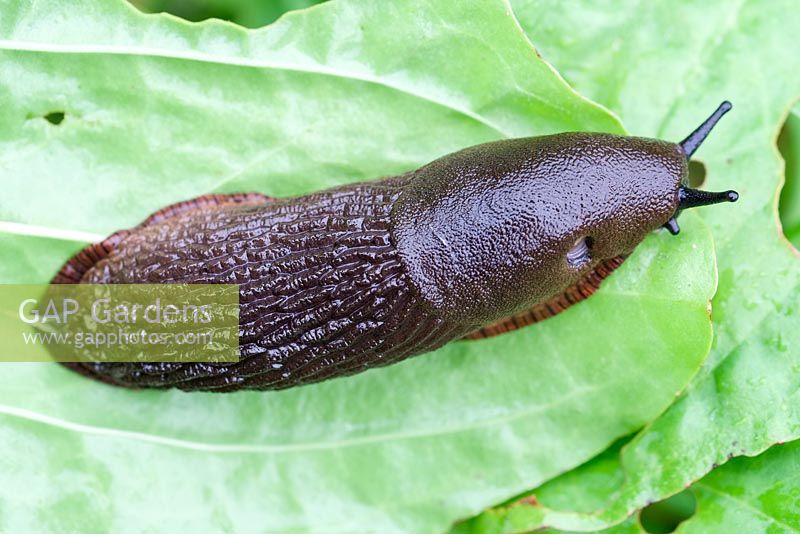Arion ater - Black slug on vegetable leaves