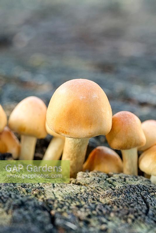 Hypholoma fasciculare - Sulphur Tuft Fungi on Willow stump