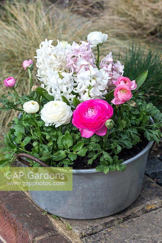 Hyacinthus orientalis 'White Pearl' and 'Apricot Passion, Ranunculus Magic Mixed, Persian buttercup.