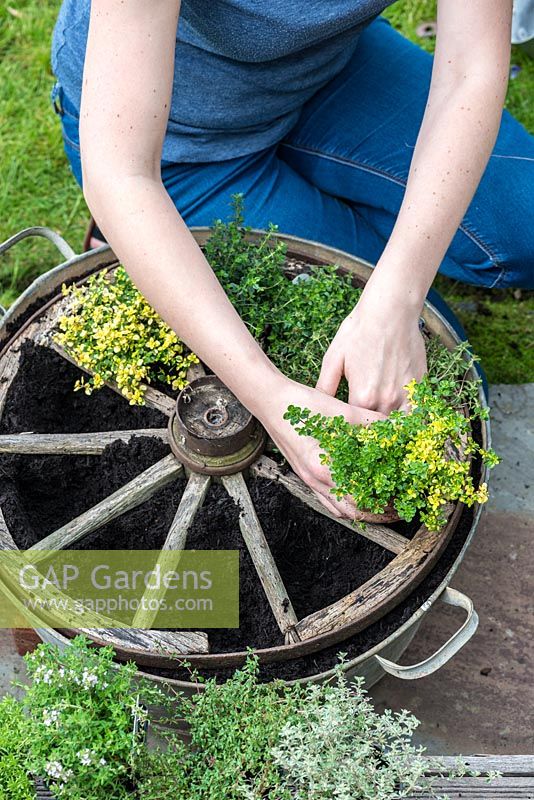 Step 9. Plant 'Doone Valley' thyme in the gaps between the spokes. Planting a thyme wheel in a container step by step. 