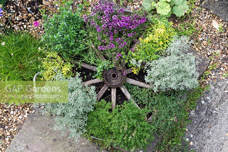 Completed Thyme Wheel, five weeks after planting with - clockwise from pink flowered 'Creeping Red' thyme, 'Doone Valley', 'Silver Posie', 'Russettings', common thyme, pine-scented thyme, 'Silver Posie', golden thyme and lemon thyme.