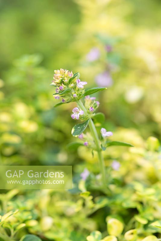 Thymus 'Doone Valley', an evergreen shrub with variegated green and gold, tiny aromatic leaves and spike of pink flowers in summer.