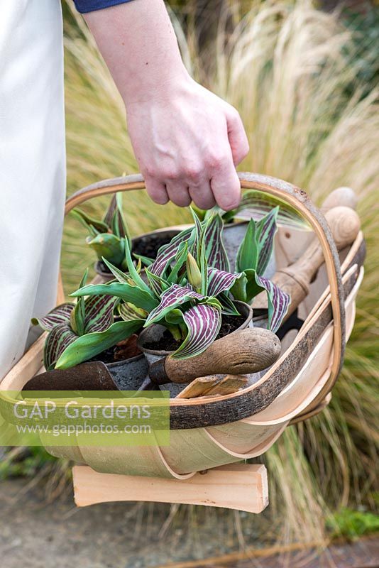 Planting a late spring hanging basket with Tulipa 'Red Riding Hood' and herbs: sweet woodruff, oregano, variegated origano, chives, Indian mint.