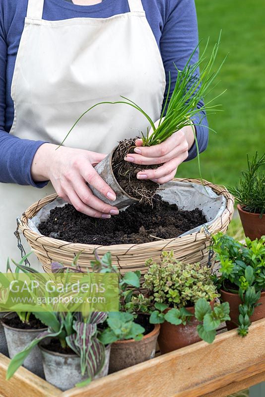 Planting a late spring hanging basket with Tulips and herbs. Plant the tallest plant, the chive in the centre.