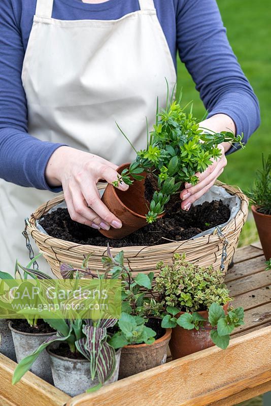 Planting a late spring hanging basket with Tulips and herbs. Plant the sweet woodruff towards the edge.