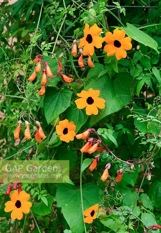 Seed raised climbers growing on a wire mesh pillar. Black-Eyed Susan, Thunbergia alata 'Superstar Orange' intertwined with Chilean Glory Vine, Eccremocarpus scaber 'Tresco Mixed'