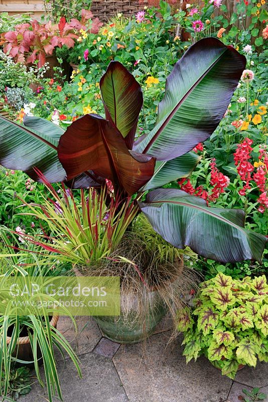 Ensete ventricosum 'Maurelii' - Abyssinian red leaved Banana, underplanted with Imperata cylindrica 'Rubra' - Japanese blood grass, Carex comans bronze - Sedge, Hakanechloa macra 'Aureola' x Heucherella 'Stoplight' and a variegated Carex trifida 'Rekohu Sunrise' grouped together in pots on a patio with a colourful summer border behind.