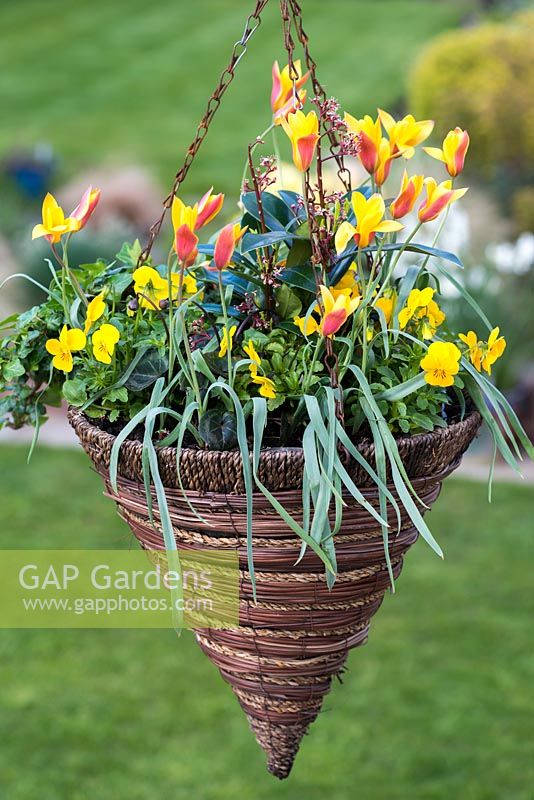 Planted in autumn, a flowering spring hanging basket with Tulipa clusiana var. chrysantha, yellow violas, ivy and central skimmia.