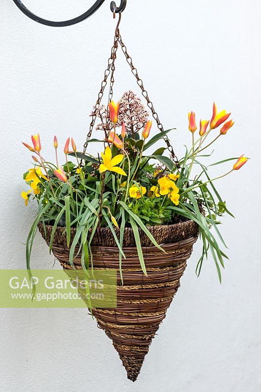 Planted in autumn, a flowering spring hanging basket with Tulipa clusiana var. chrysanta, yellow violas, ivy and central skimmia.