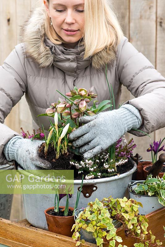 Planting a late winter display in a metal preserving pan. Plant the crocuses between the next two heathers.