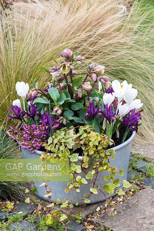 A metal preserving pan with Helleborus 'Walberton's Ivory Prince', Crocus 'Jeanne D'Arc', Iris reticulata 'J.S. Dijt', ivy, and red and white heathers: Erica x darleyensis 'Springwood White' and 'Kramer's Red'