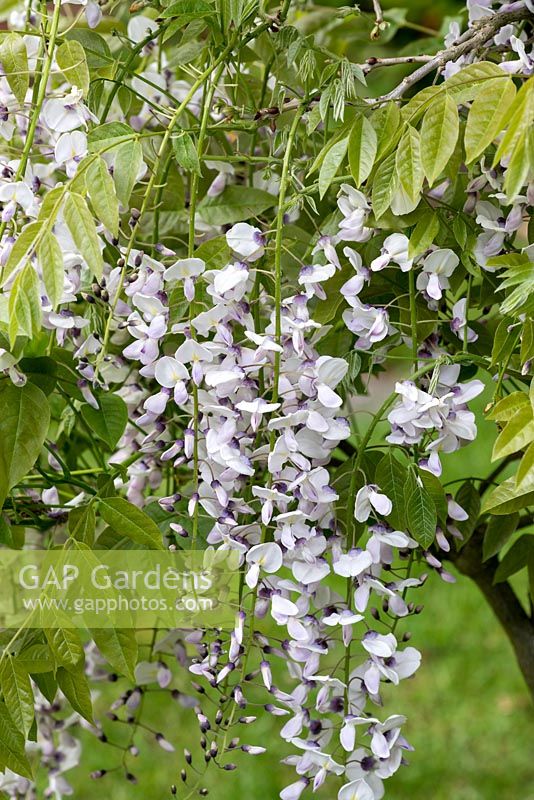 Wisteria floribunda 'Kimono', Japanese wisteria, a vigorous woody climber with scented pale flowers in late spring.