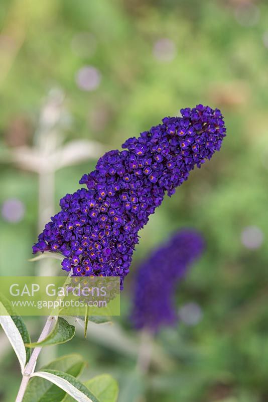 Buddleja davidii 'Black Knight'