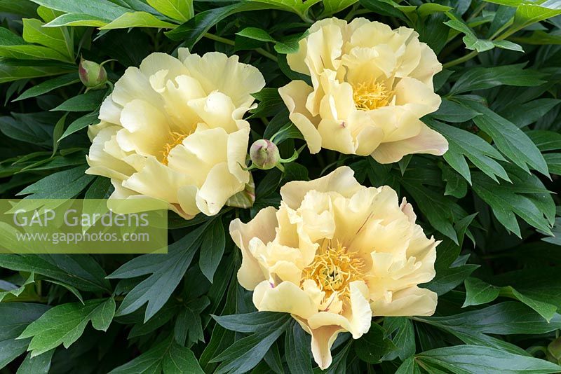 Paeonia 'Lemon Dream', a midseason Itoh Hybrid Peony, with semi-double, yellow flowers that can have a lavender streak. Flowers May.