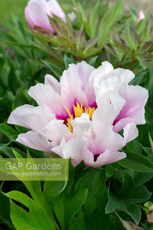 Paeonia 'Cora Louise', an Itoh hybrid peony with pink outer petals, deepening towards the centres. Flowering in June.
