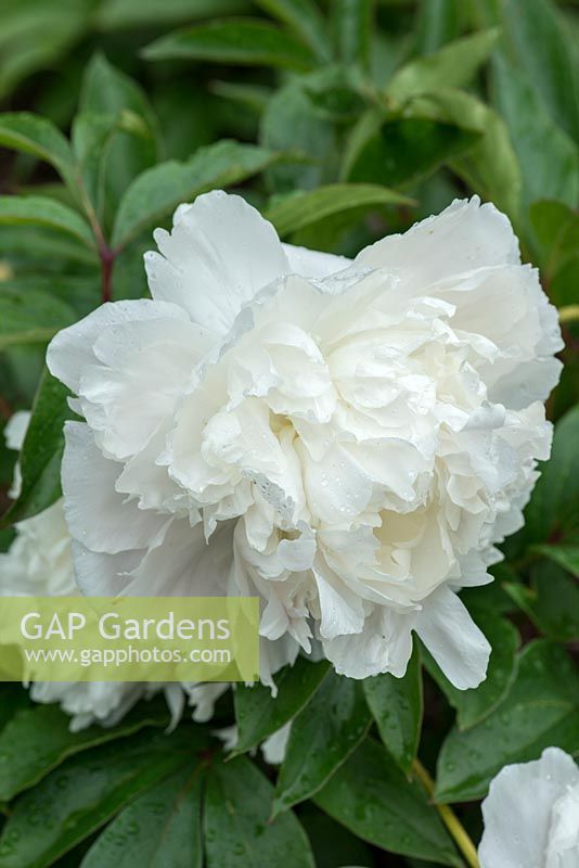 Paeonia lactiflora 'Shirley Temple', white herbaceous peony flowering in June