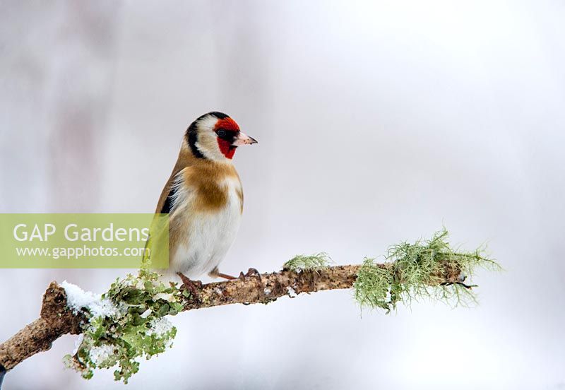 Carduelis carduelis - Goldfinch on branch in the snow