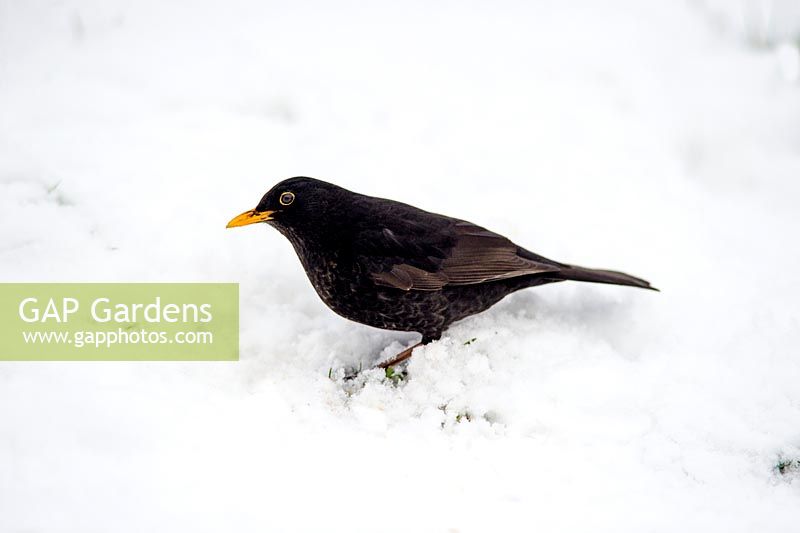 Turdus merula - Blackbird in snow