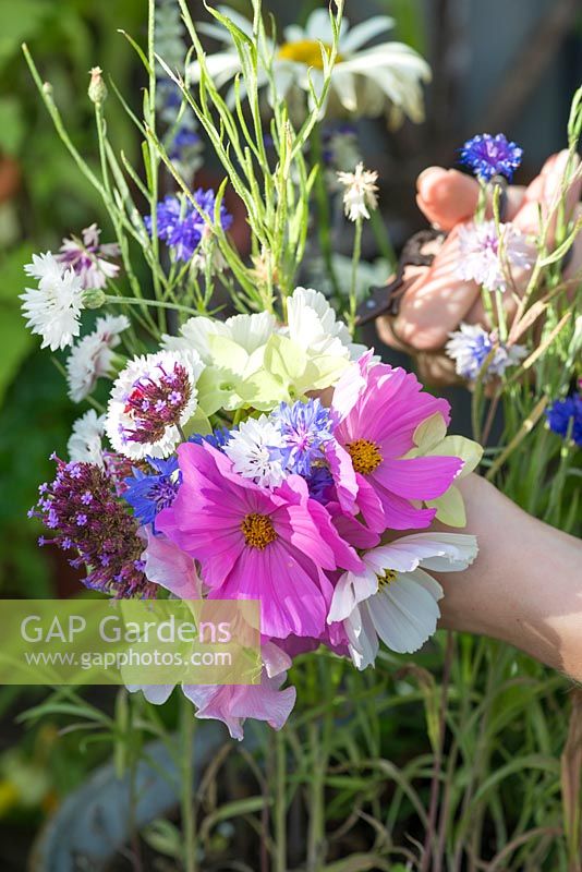 Picking cut flowers: cosmos, sweet peas, nicotiana, cornflowers and verbena