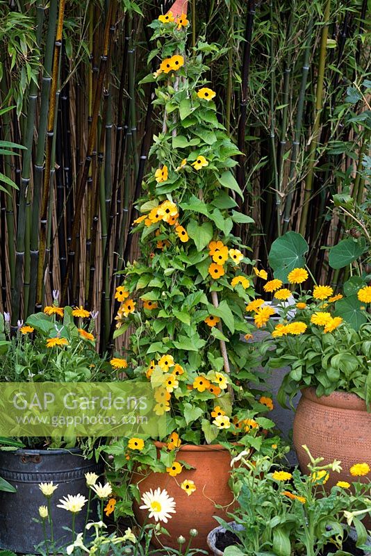 Thunbergia alata 'Susie Orange Black Eye' is trained up cane obelisk. Below, pots of marigolds, tobacco plants and leucanthemum.