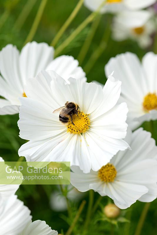 Cosmos bipinnatus 'Purity', a biannual with masses of white flowers from June. Nectar rich, attracting bees.