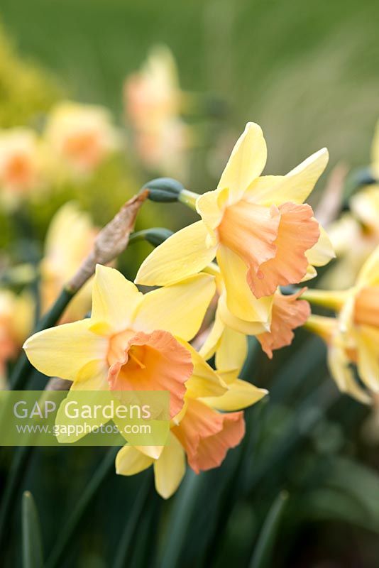 Narcissus 'Blushing Lady', an old-fashioned jonquil daffodil, bulb, April.